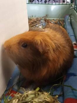 Rescue Guinea Pig Guinea Pigs for Adoption in Waupaca, Wisconsin - Ozzy | PetCurious